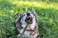 Outdoor portrait of a happy old dog lying in green grass and gnawing wooden stick. Royalty Free Stock Photo