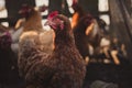 Outdoor portrait of hen in free breeding with other hens and chickens on background. Brown hen posing to camera in sunset.