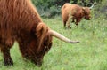 Outdoor portrait of highlands cattle Royalty Free Stock Photo