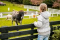 Kids taking care and feeding a cow on a farm