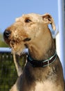 Outdoor portrait king of terriers the Airedale Terrier dog Royalty Free Stock Photo