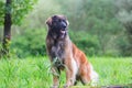 Outdoor portrait of a Leonberger dog Royalty Free Stock Photo