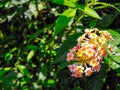 Beautiful lantana flowers image collection