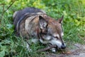 Outdoor portrait of a old gray dog lying in green grass and gnawing wooden stick Royalty Free Stock Photo