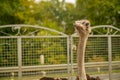 Outdoor portrait of an ostrich