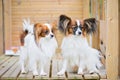 Portrait of a papillon purebreed dogs