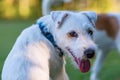 Outdoor portrait of a Parson Russell Terrier