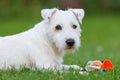 Outdoor portrait of a Parson Russell Terrier