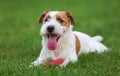 Outdoor portrait of a Parson Russell Terrier