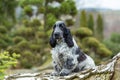 Outdoor portrait of sitting english cocker spaniel