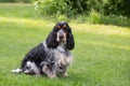 Outdoor portrait of sitting english cocker spaniel