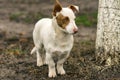 Stocky short-legged brave dog guarding its territory