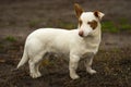 Outdoor portrait of stocky short-legged brave dog Royalty Free Stock Photo