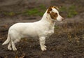 Outdoor portrait of stocky short-legged dog