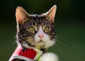 Outdoor Portrait of Tabby Kitten in Red Harness Royalty Free Stock Photo