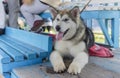 Outdoor portrait of young Alaskan Malamute