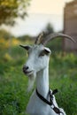 Outdoor portrait of a young goat. Goat resting outdoors in a grassy field Royalty Free Stock Photo