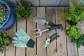 Yard and garden tools for spring and summer gardening with plants Royalty Free Stock Photo