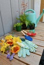 Yard and garden tools for spring and summer gardening with plants Royalty Free Stock Photo