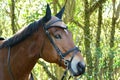 Tacked up bay horse head portrait Royalty Free Stock Photo