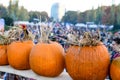 Outdoor pumpkin festival, Halloween authentic event, hand carved pumpkins in line