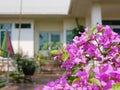 Outdoor purple pink Bougainvillea flowers planted outside to decorate a house