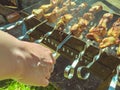 Outdoor recreation in the company. barbecue leisure. on the grill skewers with juicy, appetizing meat. natural food, pork kebab, Royalty Free Stock Photo