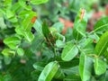 Outdoor Red ant nest Royalty Free Stock Photo