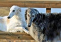 Outdoor scene of two Borzoi dogs against a tranquil body of water standing on a wooden dock Royalty Free Stock Photo