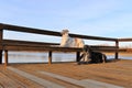 Outdoor scene of two Borzoi dogs against a tranquil body of water standing on a wooden dock Royalty Free Stock Photo