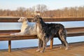 Outdoor scene of two Borzoi dogs against a tranquil body of water standing on a wooden dock Royalty Free Stock Photo