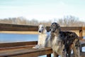 Outdoor scene of two Borzoi dogs against a tranquil body of water standing on a wooden dock Royalty Free Stock Photo