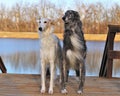 Outdoor scene of two Borzoi dogs against a tranquil body of water standing on a wooden dock Royalty Free Stock Photo