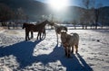 Outdoor shot of of farm with pasturing horses at winter sunny da