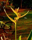 Outdoor shot of a flourishing Heliconia plant with two colourful bicycles in the background