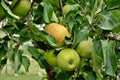 Outdoor shot of immature green apples on tree