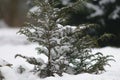 Outdoor shot of a nice little fir tree in thick snow Royalty Free Stock Photo