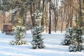 Outdoor shot of a nice little fir tree in thick snow, for the perfect Christmas mood. little snow-covered trees in the park Royalty Free Stock Photo