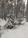 Outdoor shot of a nice little fir tree in thick snow  for the perfect Christmas mood Royalty Free Stock Photo