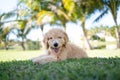 outdoor shot of perfect golden doodle puppy on top of grass with palm trees in background