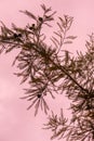 Outdoor silhouetted pine needle texture stem branch with pink sky in background