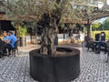Outdoor sitting of a restaurant with olive tree in the middle and pattern floor tiles. Customers sitting and eating