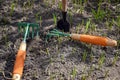 Outdoor small garden tool for flower care on the background of wild lily of the valley sprouts. Wooden handles with orange rubber Royalty Free Stock Photo