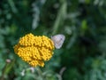 Single Pieris Rapae Cabbage White Butterfly Sitting On A Yellow Yarrow Blossom