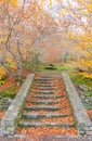 outdoor stairs in the forest during a fall day. The trees have a few yellow leaves at the branches but there are many brown and