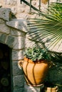 Outdoor stone flowerpots planters with hosta plant and date palm at the stone stairs. Royalty Free Stock Photo