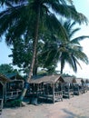 beachside coconut trees