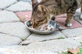 Outdoor street wild cat feeding time Royalty Free Stock Photo