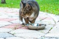 Outdoor street wild cat feeding time Royalty Free Stock Photo