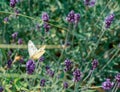 portrait of a single white pieris rapae, cabbage white butterfly sitting on a blossom in a field of lavender Royalty Free Stock Photo